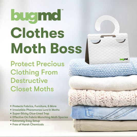 Clothes Moth Boss 1